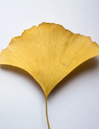 Gel Booster mit Ginkgo Anti-Aging vegan
