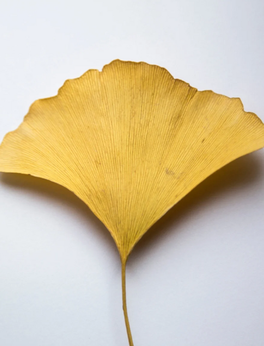 Gel Booster mit Ginkgo Anti-Aging vegan