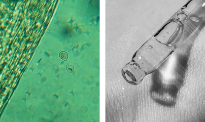 Gesichtsöl mit CBD beruhigend für trockene Haut bio