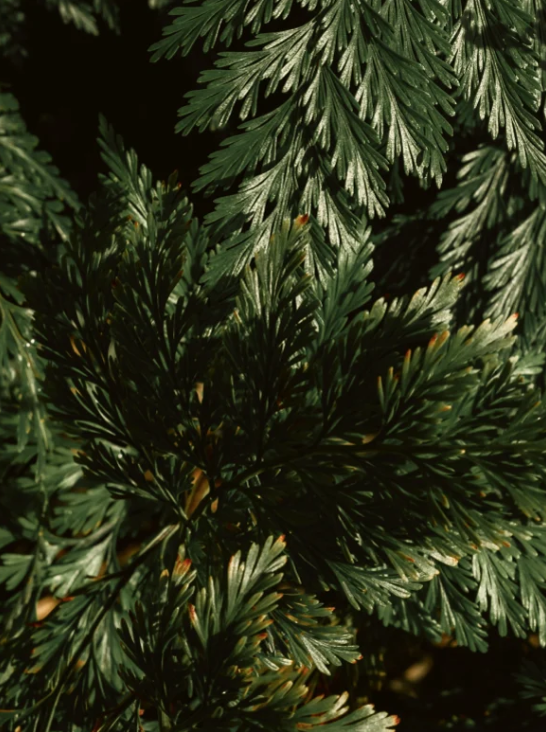 Shampoo Smoky Green Vetiver glänzendes Haar vegan