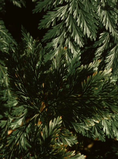 Shampoo Smoky Green Vetiver glänzendes Haar vegan