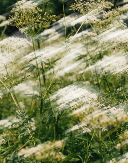 Tagescreme mit Hyaluronsäure für trockene Haut vegan