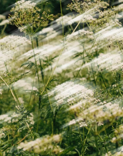 Tagescreme mit Hyaluronsäure für trockene Haut vegan